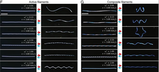 图 | 可编程的形状变形（来源：DOI: 10.1073/pnas.2537250123）