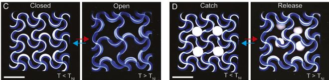 （来源：DOI: 10.1073/pnas.2537250123）