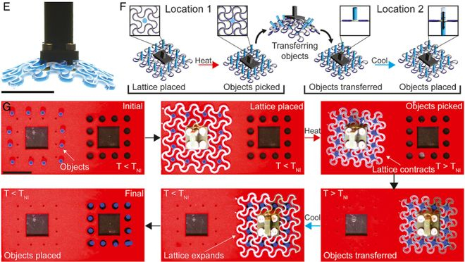 图 | 多目标抓取工具演示（来源：DOI: 10.1073/pnas.2537250123）