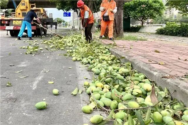 环卫工人正在清理绿化芒。