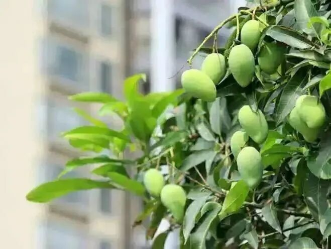 图源：深圳发布