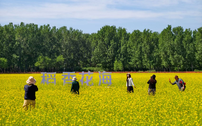市民在金灿灿的油菜花中留影。新京报记者 浦峰 摄