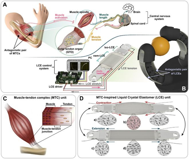 图 | 人工肌腱-肌肉复合体（来源：DOI: 10.1002/adma.202503094）