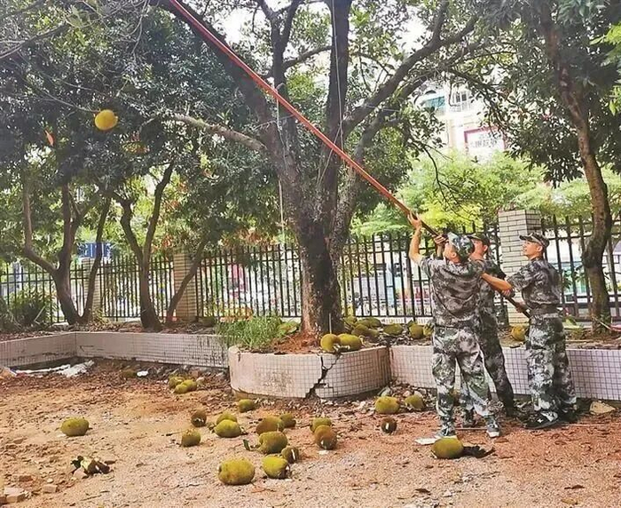 消防人员正在摘除树上每个约4公斤重的菠萝蜜。