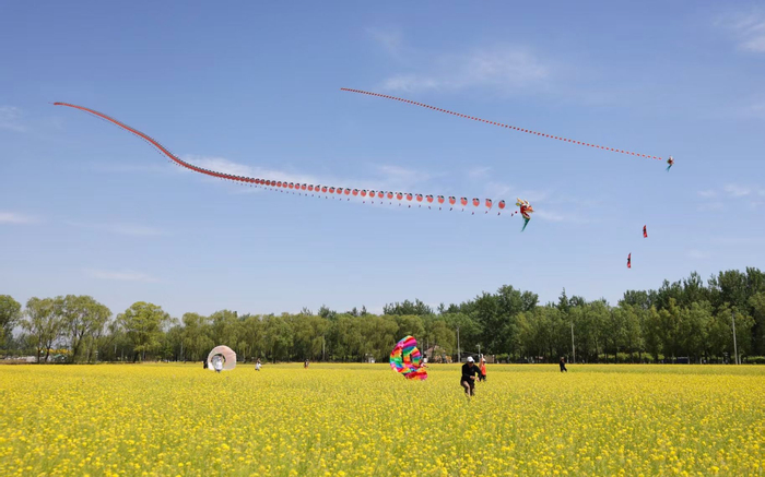 5月10日，海淀区上庄镇稻香花海公园，近百米的长龙风筝腾空而起。新京报记者 浦峰 摄