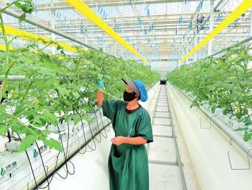 云州区慧农现代农业科技产业园玻璃温室内，产业工人正在整枝。本报记者李强摄