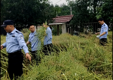下地帮忙收割油菜。（视频截图） 