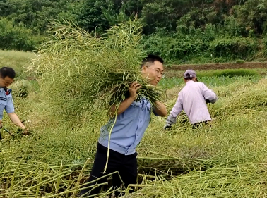 民警下地帮忙收割油菜。（视频截图） 