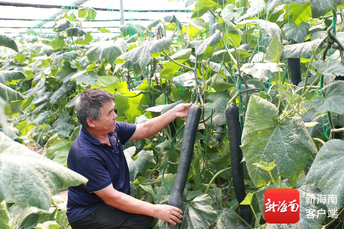 贾思勰·雅星镇乡村振兴产业示范基地大棚内的吊南瓜。黎有科 摄