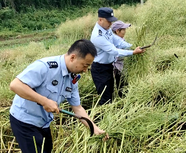 民警下地帮忙收割油菜。（视频截图） 