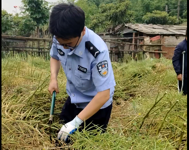 民警下地帮忙收割油菜。（视频截图） 