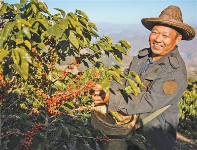 图为李金合在咖啡园采摘咖啡果。