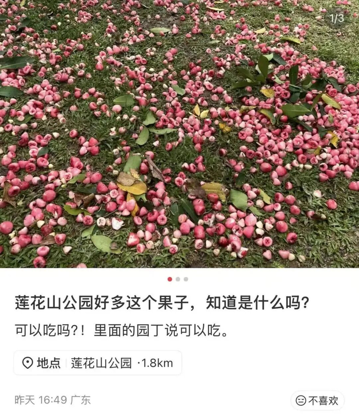 图源：小红书网友@金豆Lilee