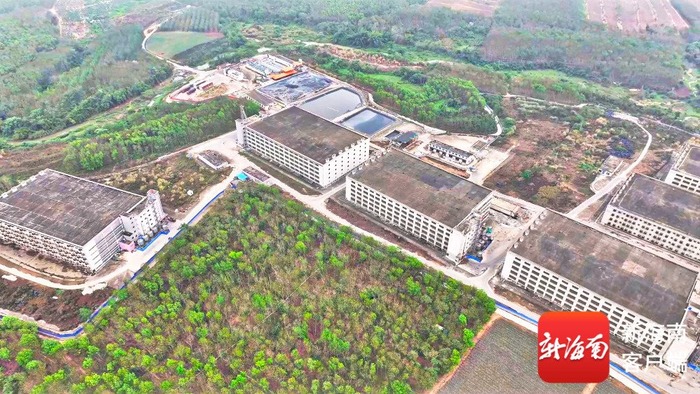 罗牛山雅星镇生猪养殖基地。镇政府供图