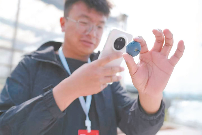 石林种业研发企业研发的新品种蓝莓。 石林县委宣传部供图