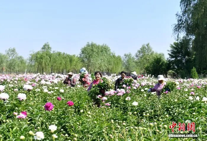 主办：中共河北雄安新区工作委员会