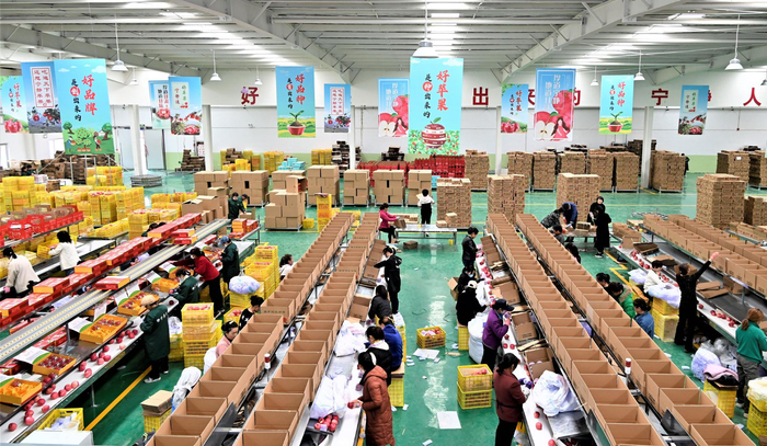 图为静宁苹果分选车间