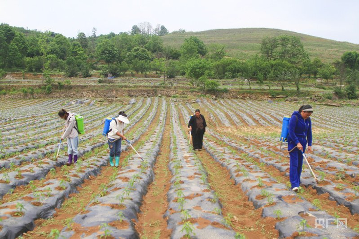 村民在辣椒基地管护辣椒（央广网发  王钐珊  摄）