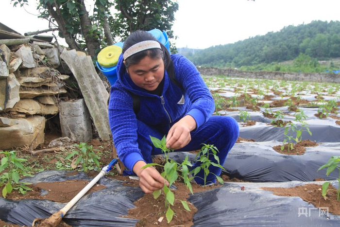 村民在辣椒基地管护辣椒（央广网发  王钐珊  摄）