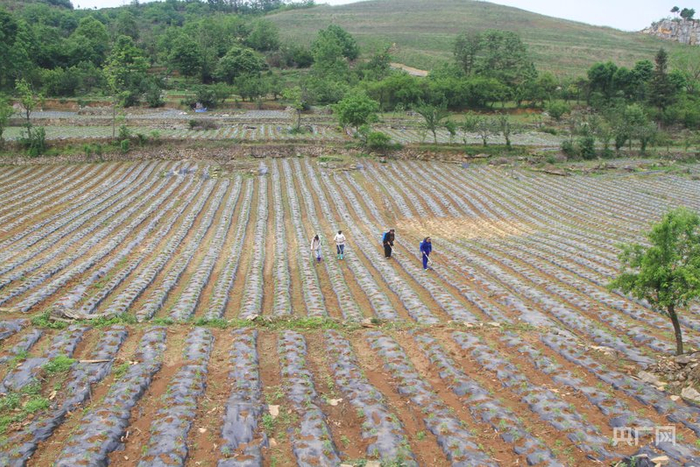 村民在辣椒基地管护辣椒（央广网发  郑春华  摄）