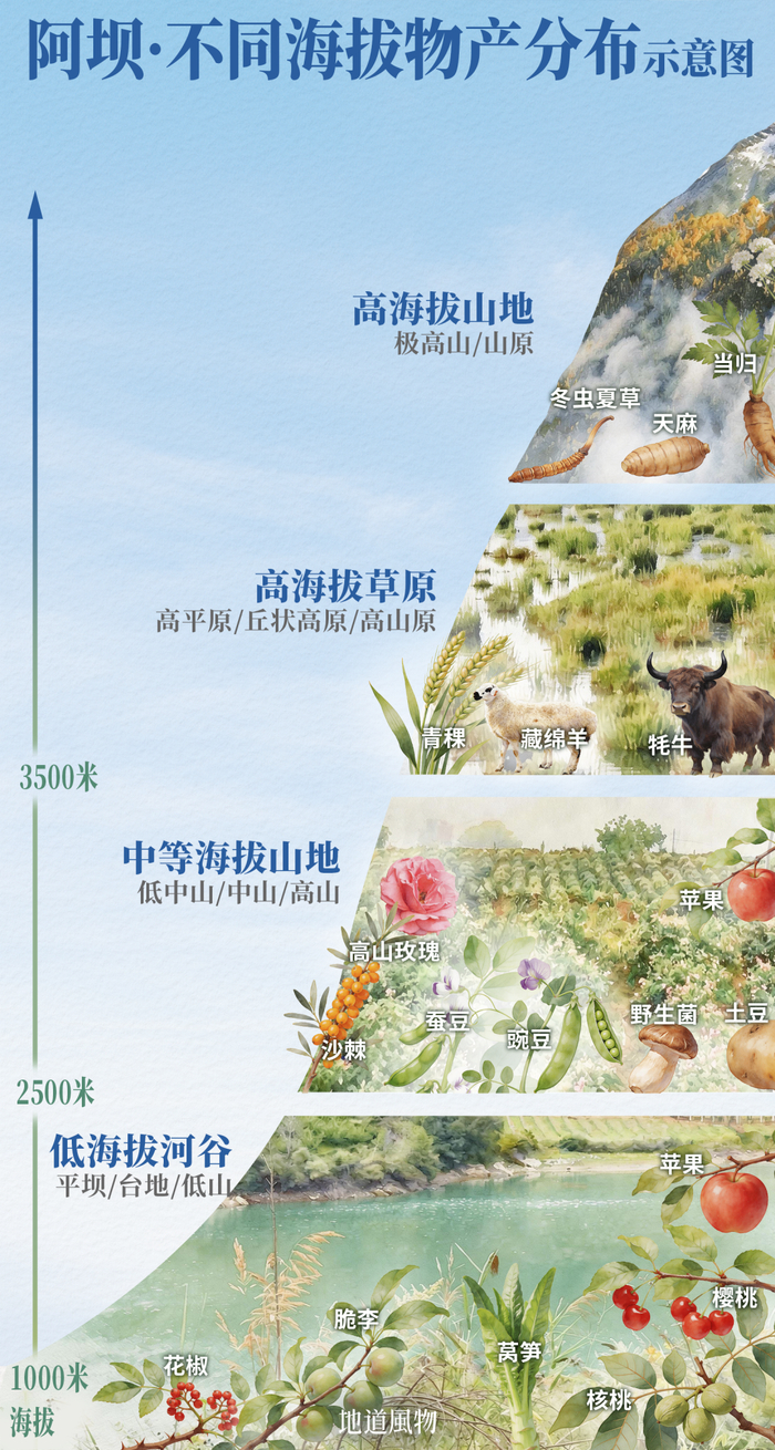 △阿坝·不同海拔物产分布示意图。（图/张琪 制）