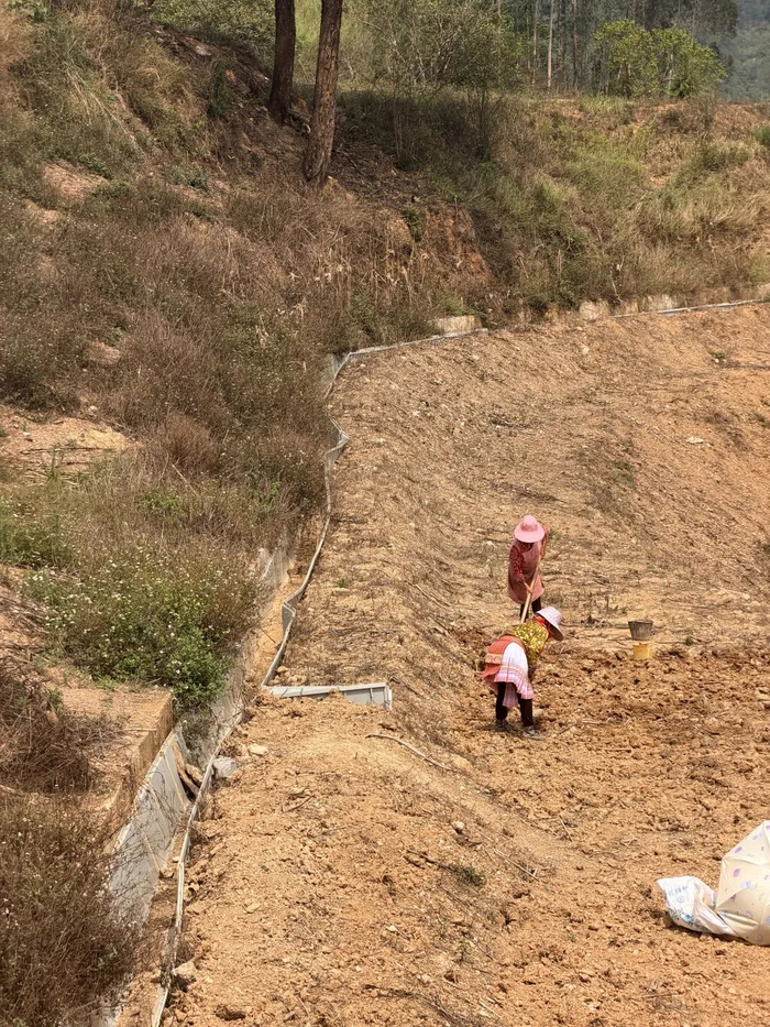村民在旱地里劳作