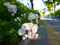 美丽北京｜北京亦庄浪漫花海正当时