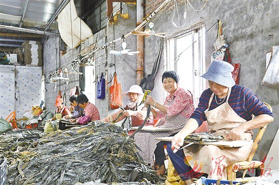　　图为村民在村里的海带加工厂实现家门口就业。
