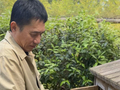 刘嘉玲记录梁朝伟捡鸡蛋，网友：他终于过上我小时候的生活