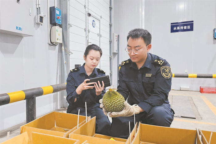海关关员在磨憨铁路口岸对进口鲜榴莲进行查验。 通讯员周炜摄