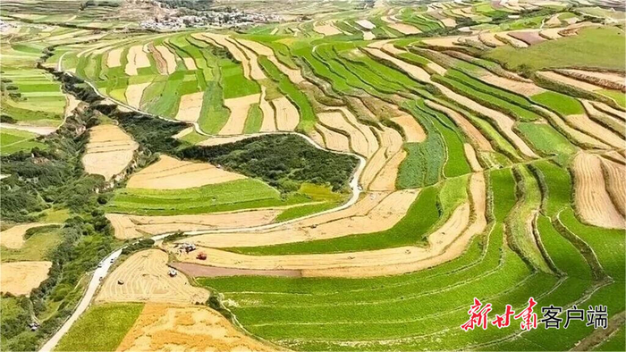 长势良好的青稞。新甘肃·甘肃日报通讯员 薛六十生 摄