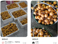 浙江人爱吃的这一口，刚刚上市，最贵卖109元/斤！有人提前2个月预定