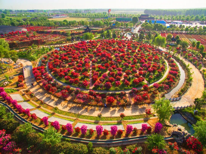 图为南阳月季博览园。南阳市委