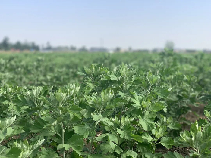 图为南阳艾草种植基地。南阳市委宣传部 供图
