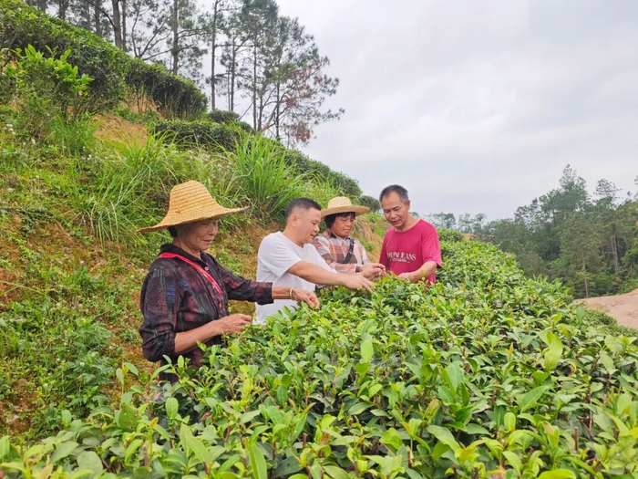 邀约科技特派员（轻骑兵）深入茶场“手把手”开展种植技术指导