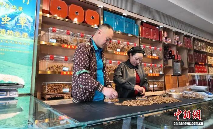 马黑麦和妻子达娃卓玛在店里检查虫草质量。临夏县融媒体中心供图
