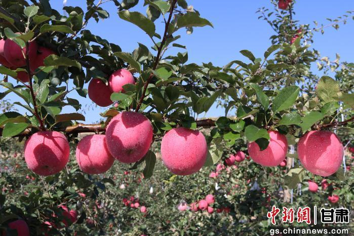   图为庄浪苹果。 董春辉 摄 