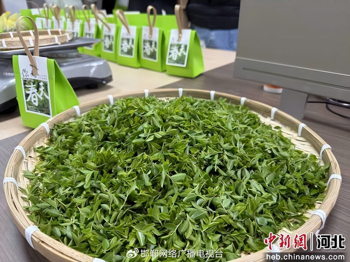 图为刚采摘回来的新鲜酸枣芽。 田京伟 摄