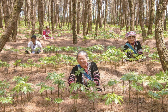 澜沧县农民在种植林下三七。中国工程院供图