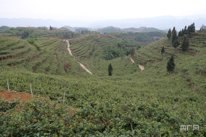 箐口村猕猴桃种植基地（央广网发  王钐珊  摄）