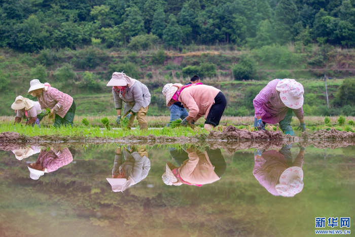 云南省曲靖市沾益区大坡乡威格村，农民在田间插秧（5月10日摄）。新华网发（杨俊鹏 摄）