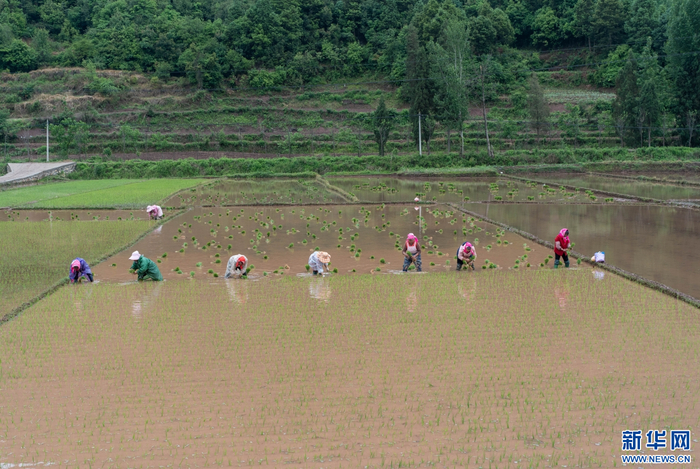 云南省曲靖市沾益区大坡乡威格村，农民在田间插秧（5月10日摄）。新华网发（杨俊鹏 摄）
