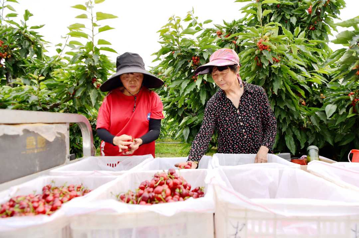 果农在分拣车厘子等级。郑占波摄