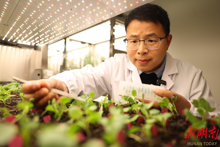 3月24日，岳麓山实验室，湖南省农科院作物研究所副研究员李宝在进行油菜育种。​