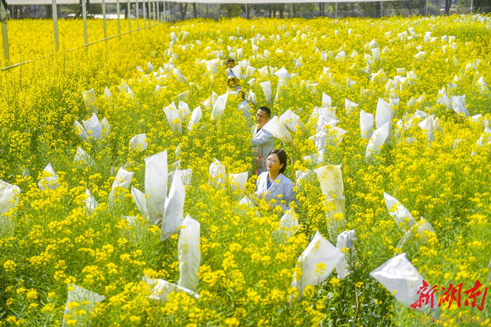 湖南省农科院作物研究所油菜育种团队在试验田开展人工杂交授粉。通讯员 闫利鹏 摄​