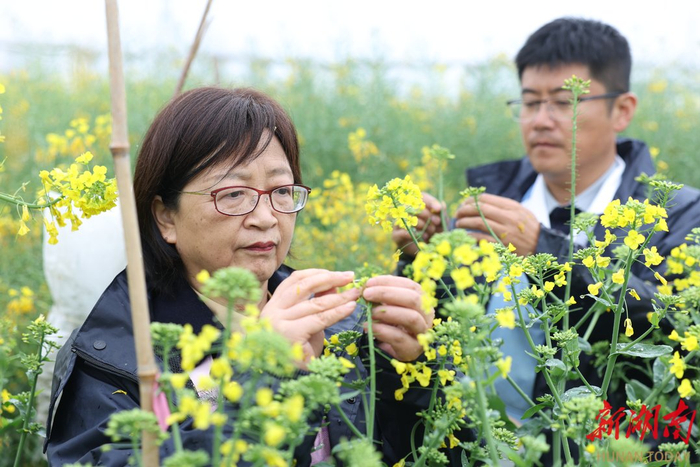 3月24日，湖南省农科院作物研究所研究员李莓（左）、王同华在试验田记录油菜生长情况。​