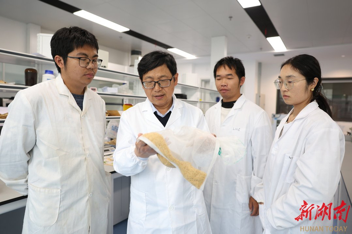 3月25日，湖南农业大学油菜分子育种团队在岳麓山实验室进行黄籽油菜育种工作。