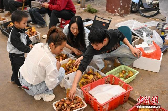 5月13日，食客挑选牛肝菌。中新社记者 李嘉娴 摄 