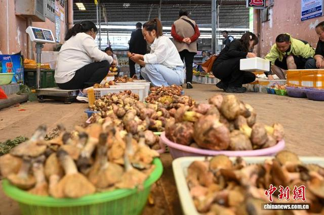 5月13日，食客挑选牛肝菌。进入5月，云南各地野生菌开始陆续上市。中新社记者 李嘉娴 摄 