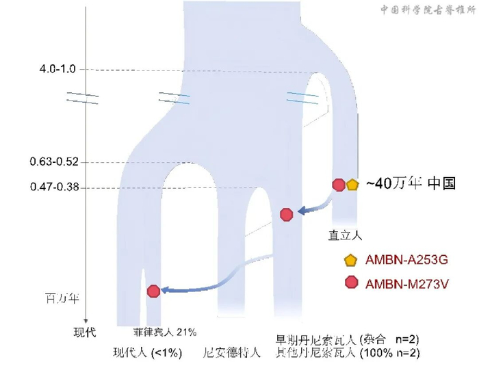 图2：氨基酸突变位点AMBN-M273V反映的可能基因流模型